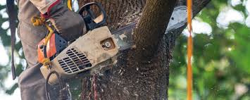 Best Hazardous Tree Removal  in Hines, OR