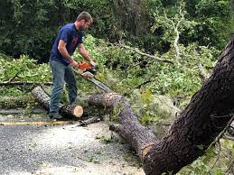 Best Commercial Tree Services  in Hines, OR