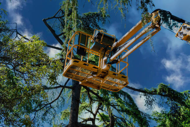 Best Tree and Shrub Care  in Hines, OR
