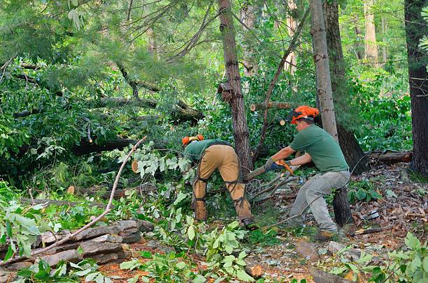 Best Tree Trimming and Pruning  in Hines, OR